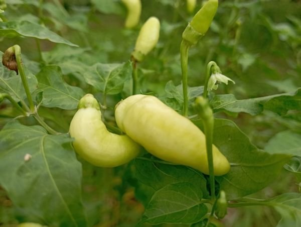 Representative crop photo, not the product packet