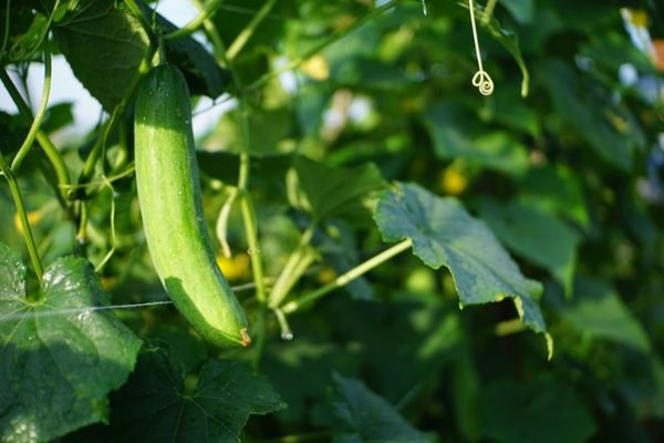 Representative crop photo, not the product packet