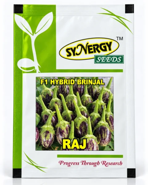 Raj hybrid brinjal seed packet